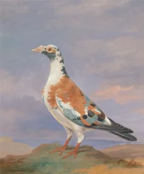 Études de pigeon voyageur